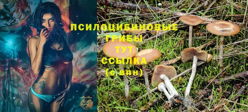 Псилоцибиновые грибы GOLDEN TEACHER  Далматово 